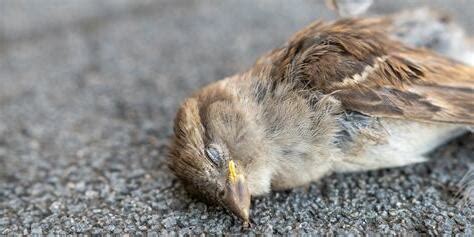 死鳥處理|死掉的鳥怎麼處理？